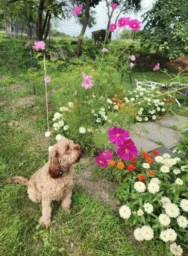 Carl, Jordan's brown doodle, sitting beside a garden bed of pink cosmos, zinnias and orange marigolds