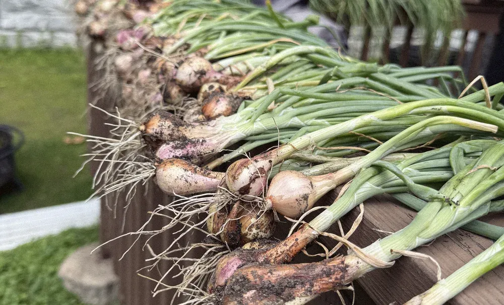 Freshly harvested shallots laid out to cure along a deck rail